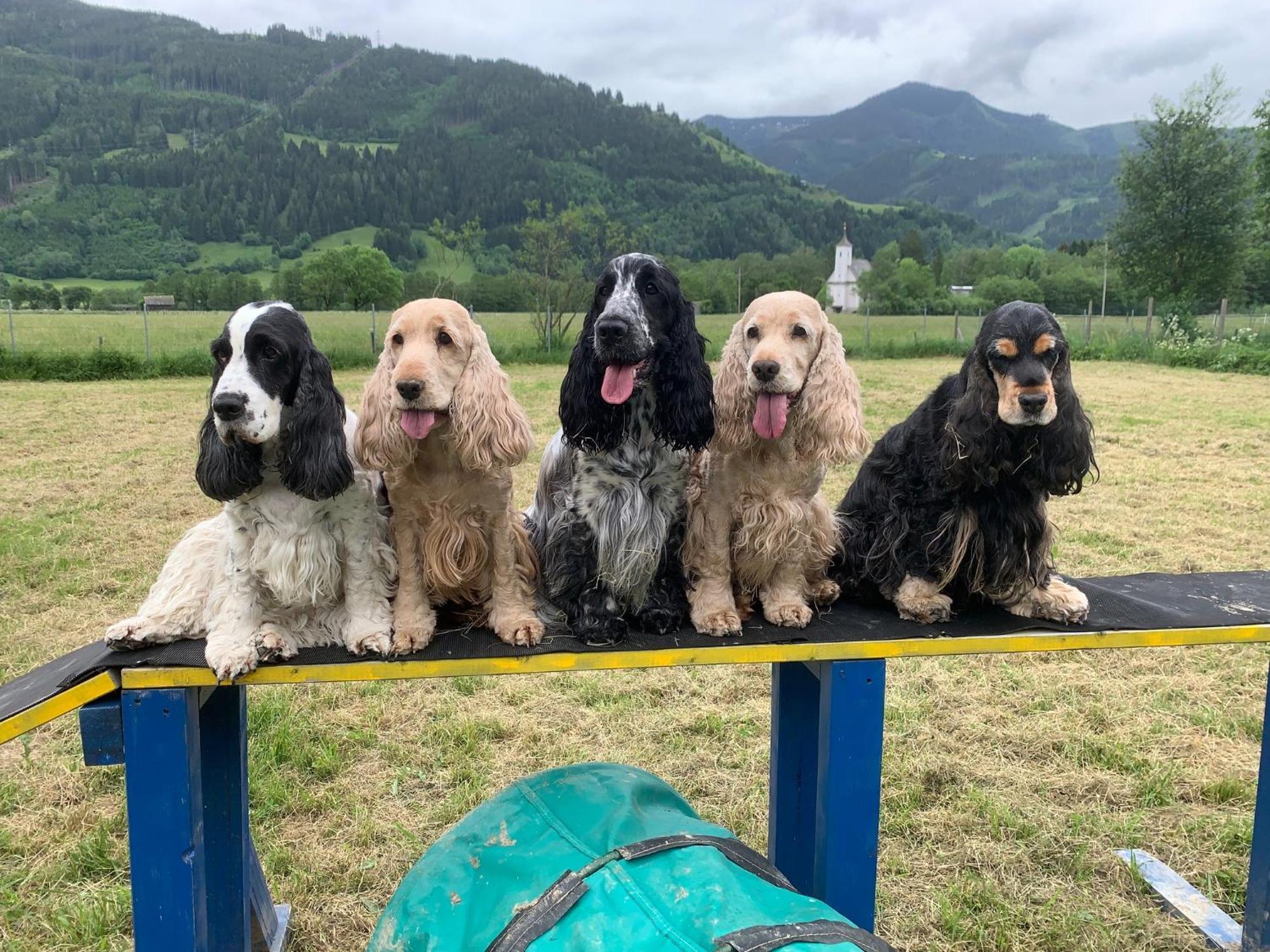 Chaletdorf Zellersee Maishofen Esterno foto